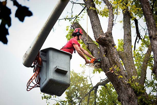 Best Tree Preservation Services  in Pilot Rock, OR