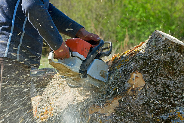 Why Choose Our Tree Removal Services in Pilot Rock, OR?